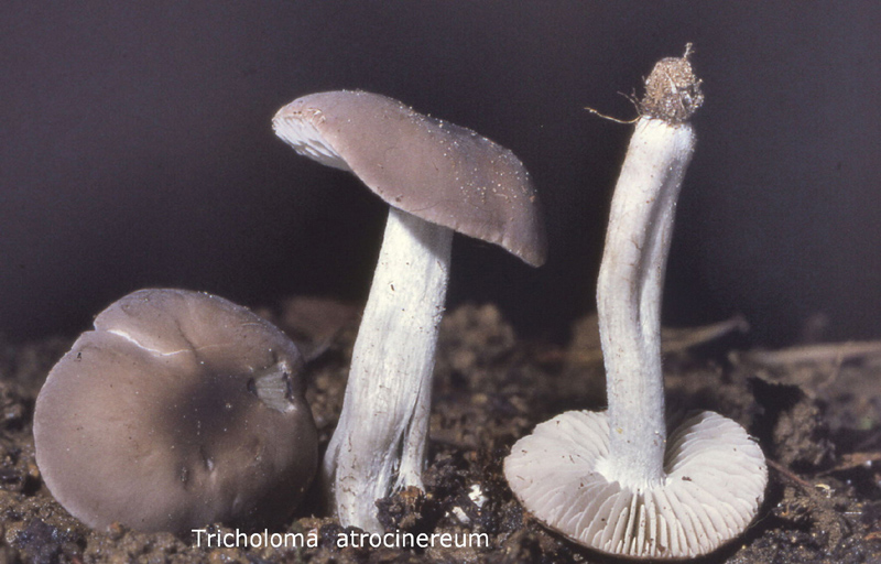 Dermoloma atrocinereum-amf1880.jpg - Dermoloma atrocinereum ; Syn1: Tricholoma atrocinereum ; Syn2: Tricholoma cuneifolium ; Nom français: Tricholome gris sombre